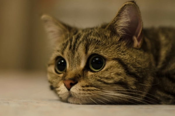 Immagini di gatti tristi. Foto, clipart, immagini di gatti nella tristezza