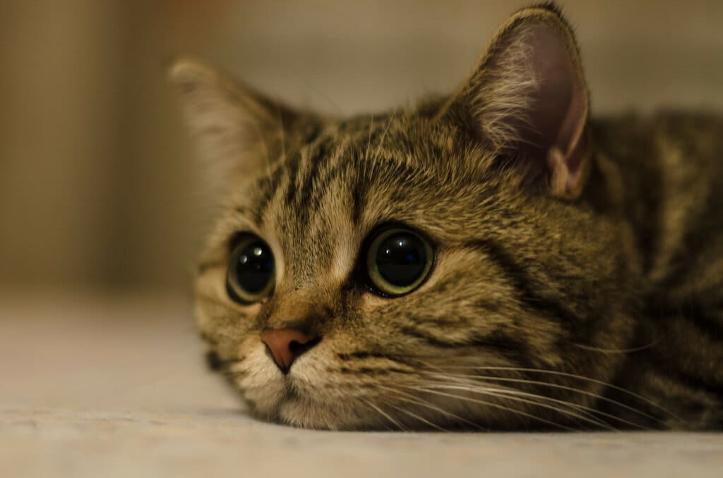 sad cat 52 هل تدمع القطط عندما تشعر بالحزن؟ ولماذا تدمع القطط؟ 1 هل تدمع القطط عندما تشعر بالحزن؟ ولماذا تدمع القطط؟