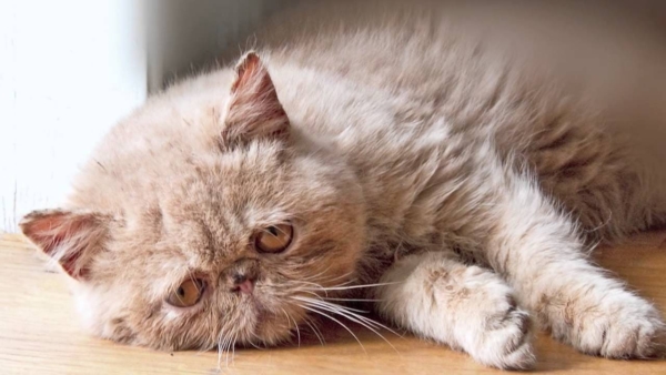 Immagini di gatti tristi. Foto, clipart, immagini di gatti nella tristezza