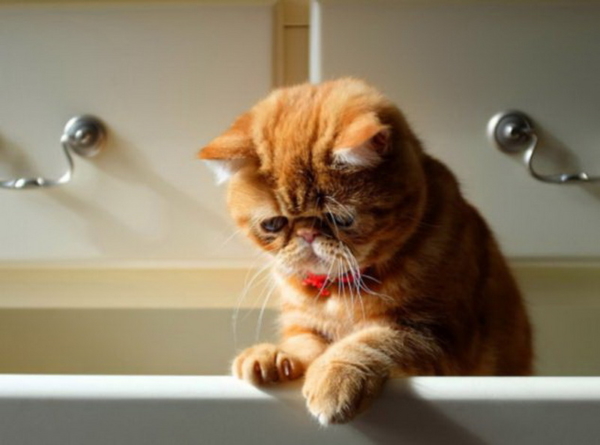 Imagens de gatos tristes. Fotos, cliparts de gatos na tristeza