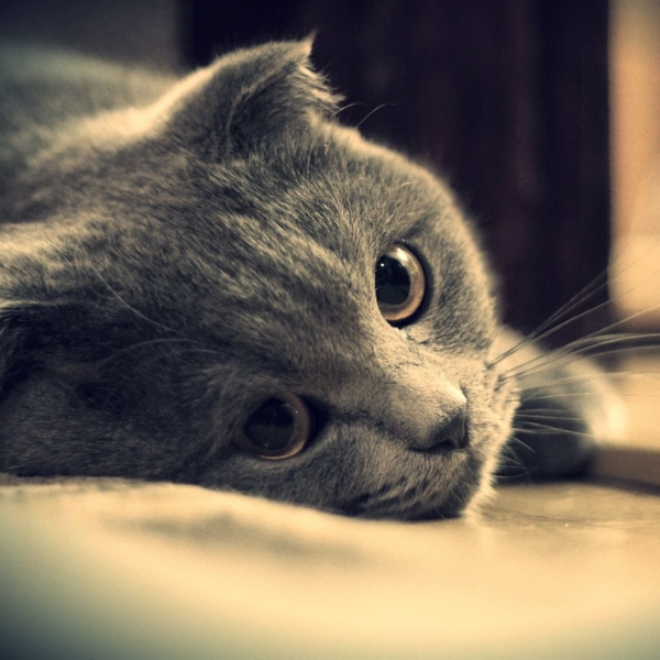 Bilder von traurigen Katzen. Fotos, Cliparts von Katzen in Trauer