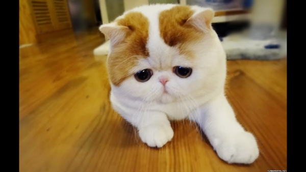 Pictures of Sad Cats. Photos, Cliparts, Images of Cats in Sadness