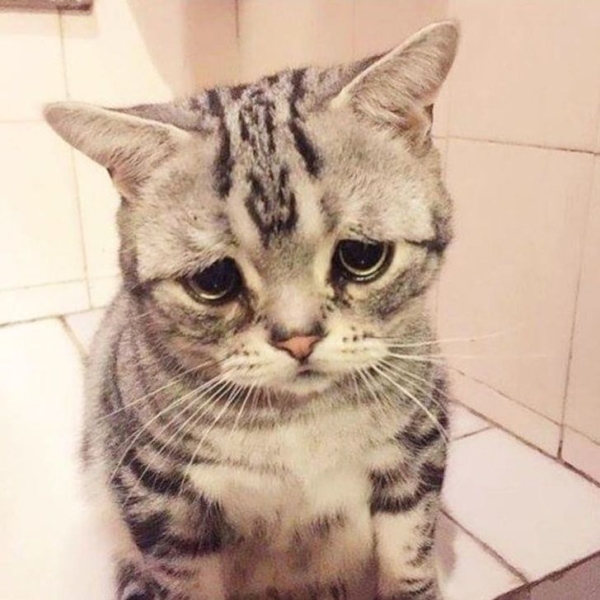 Obrázky smutných koček. Fotografie, obrázky koček v smutku