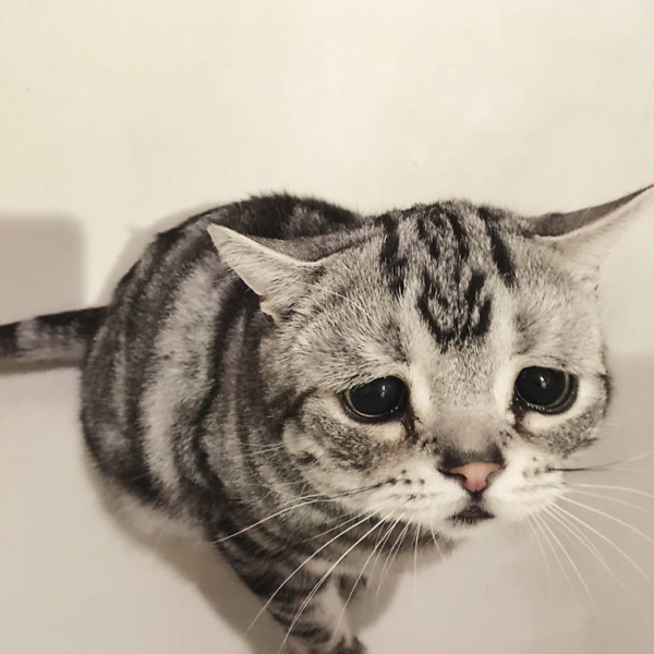 Photos de chats tristes. Сliparts, images de chats tristes