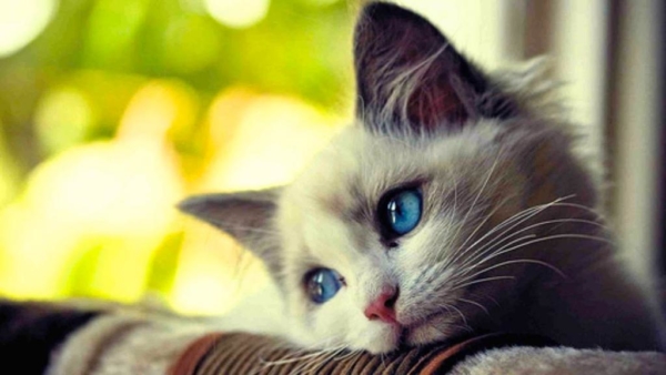 悲しい猫の写真。写真、クリップアート、悲しみの猫の画像