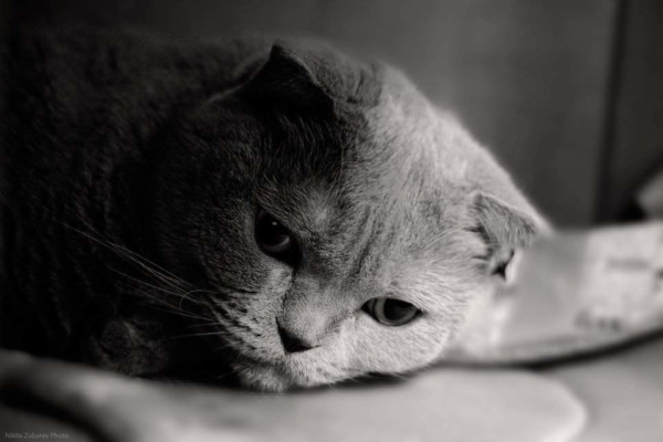 Zdjęcia smutnych kotów. Cliparty, obrazy kotów w smutku