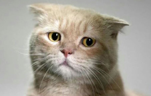 Imágenes de gatos tristes. Fotos, imágenes prediseñadas