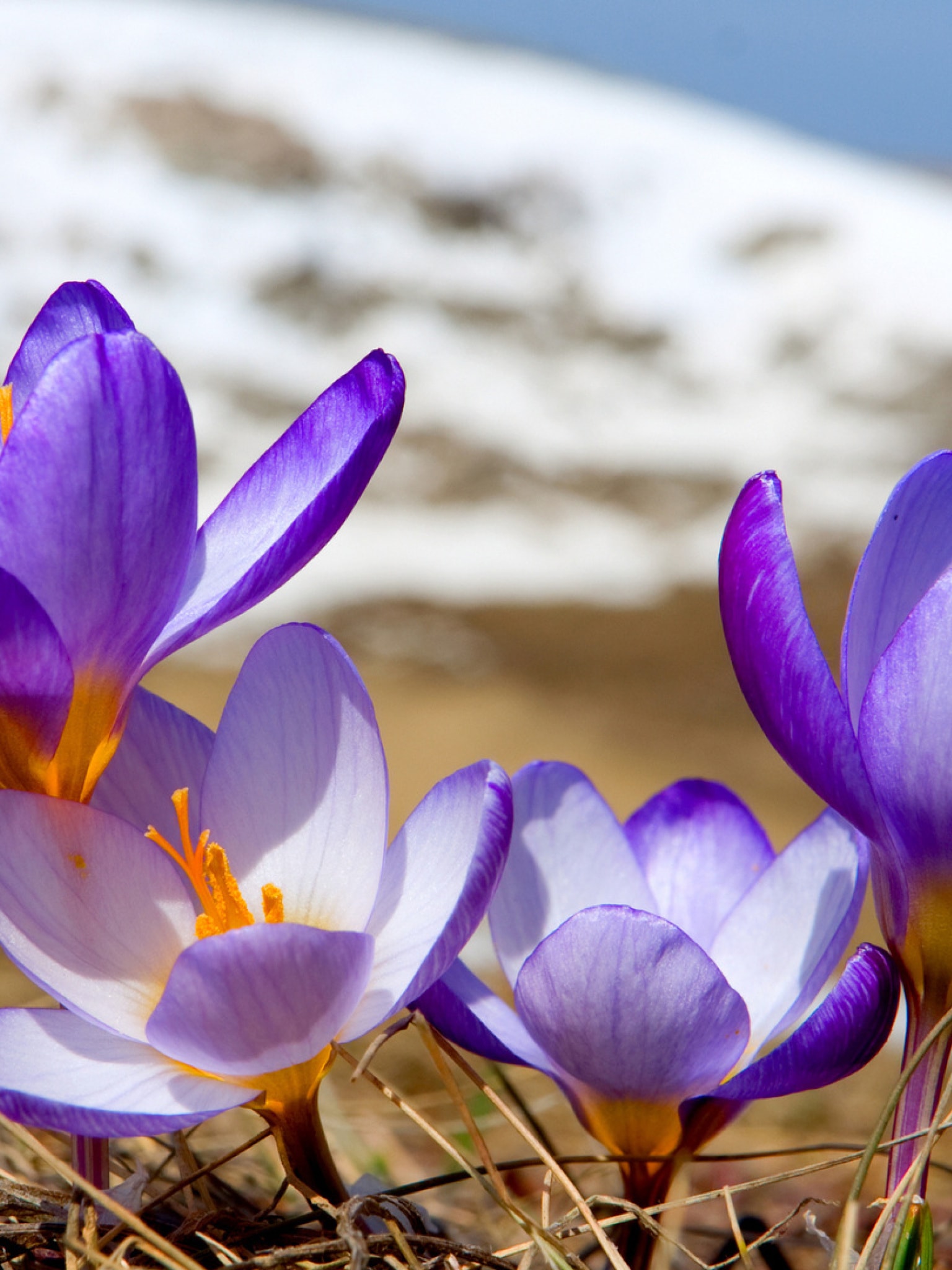 Spring Pictures Wallpapers And Screensavers For Your Phone Download For Free