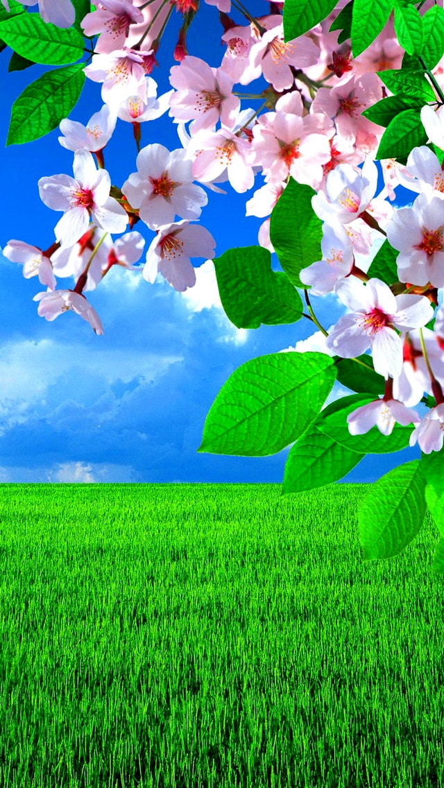 Fr hling Bilder Wallpaper Und Bildschirmschoner F r Ihr Handy