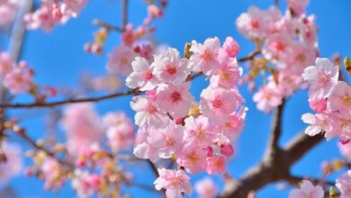 Fotos de primavera, papéis de parede e protetores de tela para o seu telefone